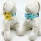 Dog Collar With Optional Flower Or Bow Tie Blue Sparkly Bees Adjustable Pet Collar Sizes XS, S, M, L, XL product 1